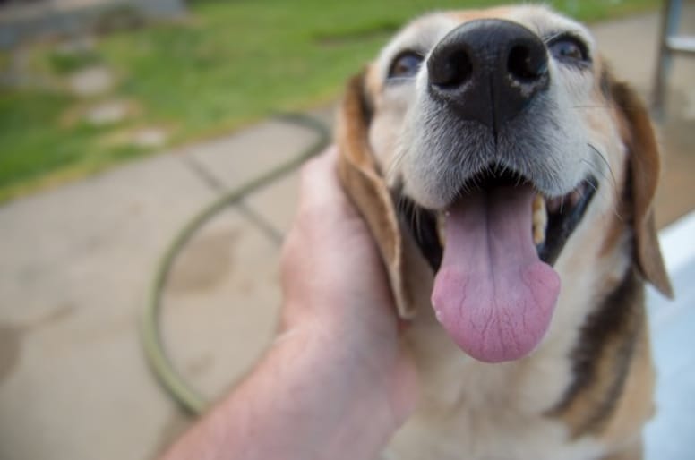 Mon chien respire vite ou fort pourquoi et que faire — free download
